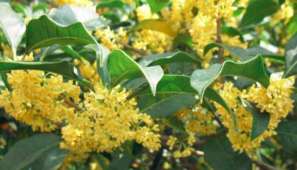 桂花树怕晒吗？如何正确养护以避免阳光伤害？