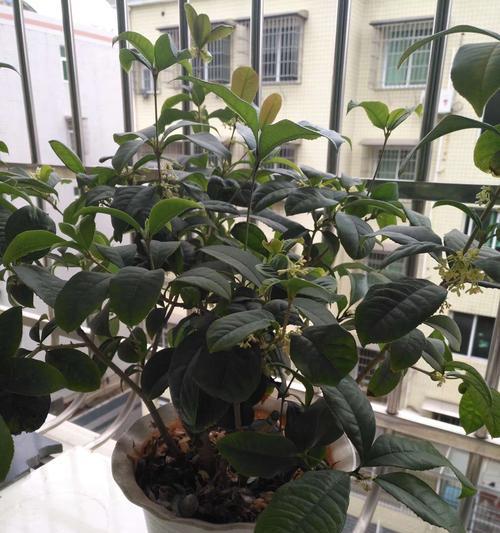 桂花树怕晒吗？如何正确养护以避免阳光伤害？