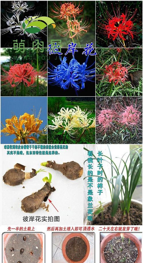 文殊兰种球如何保存？最佳种植时间是什么时候？