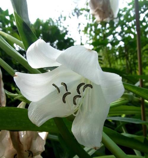 文殊兰种球如何保存？最佳种植时间是什么时候？