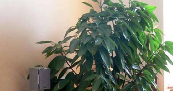 平安树浇水的最佳方法是什么？多久浇一次水合适？