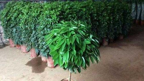 平安树浇水的最佳方法是什么？多久浇一次水合适？