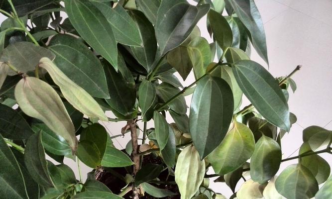 平安树浇水的最佳方法是什么？多久浇一次水合适？