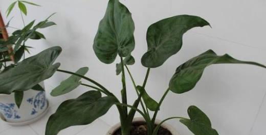 滴水观音的寓意与人生智慧(探索水滴中的宇宙奥秘)