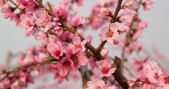 杏花是两性花吗？杏花的性别特征是什么？