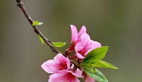 杏花是两性花吗？杏花的性别特征是什么？