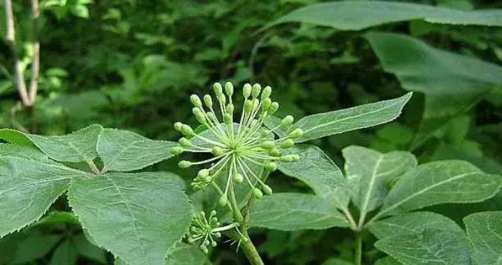 杏花是两性花吗？杏花的性别特征是什么？