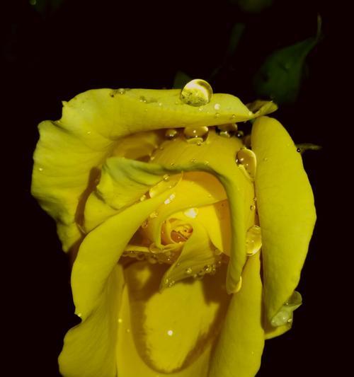 以黄玫瑰代表意思（传达情感的黄玫瑰）