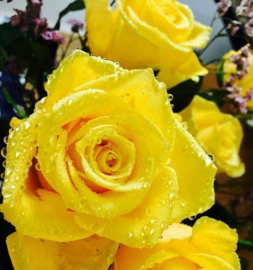 以黄玫瑰代表意思（传达情感的黄玫瑰）