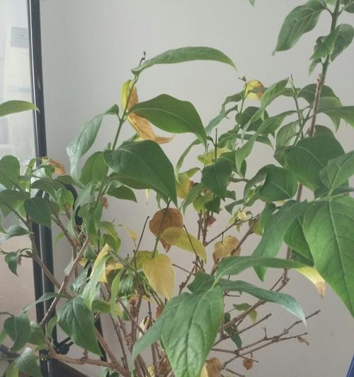 腊梅发芽长叶的时间是什么时候？如何促进其生长？