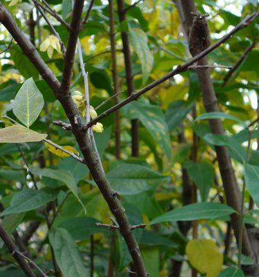 腊梅发芽长叶的时间是什么时候？如何促进其生长？