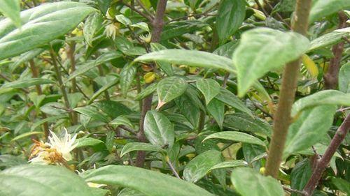 腊梅发芽长叶的时间是什么时候？如何促进其生长？