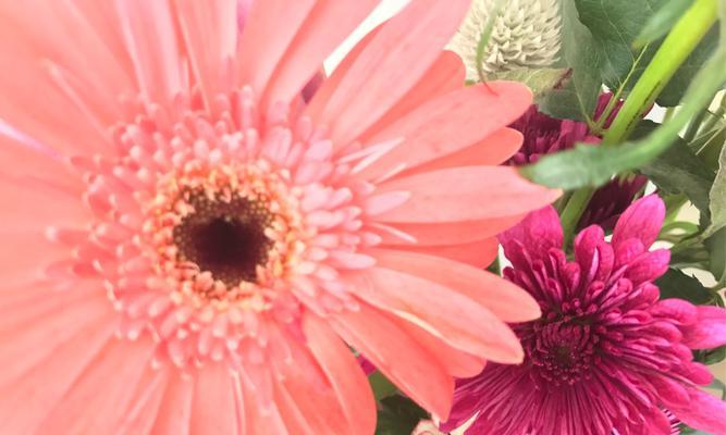 雏菊的花语和象征意义(解读雏菊的情感传递和内涵)