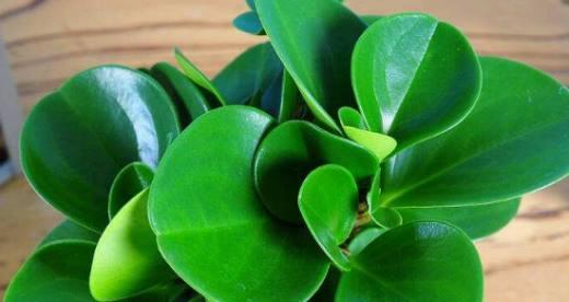 碧玉繁殖方法有哪些？繁殖过程中应注意什么问题？