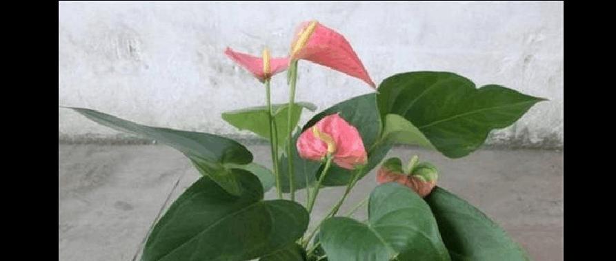 粉掌不开花怎么办？掌握这些养护技巧轻松开花！
