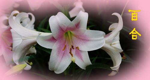 百合花的花语(透视百合花花语的奥秘与美丽)