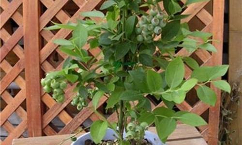 蓝莓树多久浇一次水？如何正确进行水分管理？