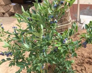 蓝莓树多久浇一次水？如何正确进行水分管理？