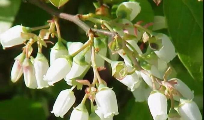 蓝莓树多久浇一次水？如何正确进行水分管理？