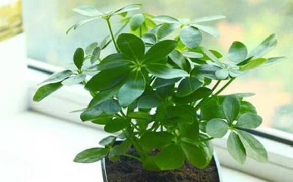 金琥上盆的最佳时间是什么时候？如何正确养护金琥？