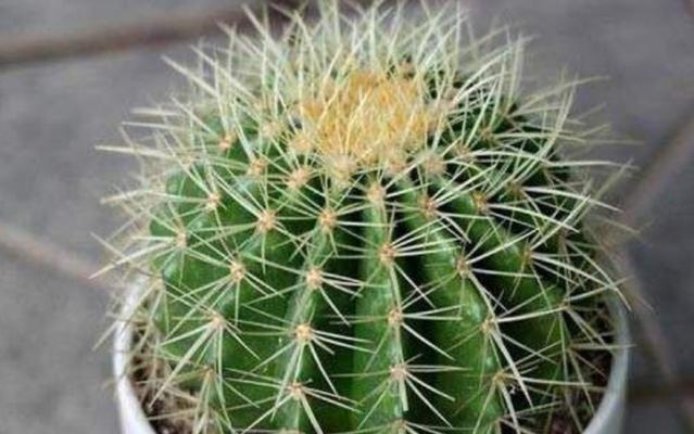 金琥上盆的最佳时间是什么时候？如何正确养护金琥？