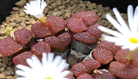 生石花开花时间是多久？如何正确养护以延长花期？