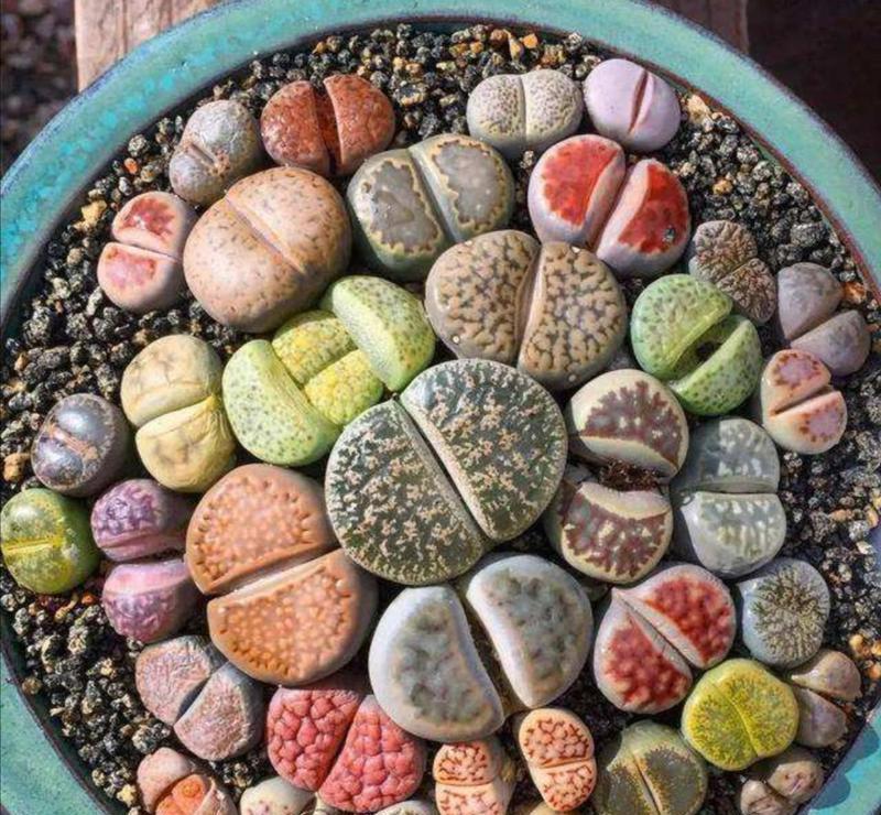 生石花开花时间是多久？如何正确养护以延长花期？