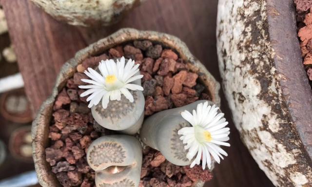 生石花开花时间是多久？如何正确养护以延长花期？