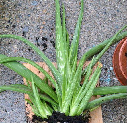 芦荟种植应该选择大盆还是小盆?哪种更利于生长? 芦荟种植应该选择大盆还是小盆?哪种更利于生长?