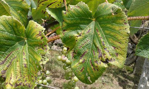 葡萄落果是什么原因造成的?如何有效预防和处理?