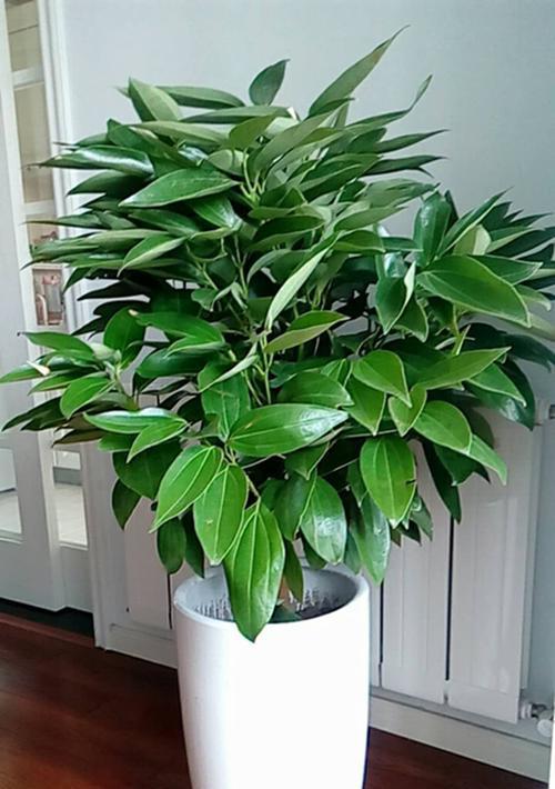 巴西木晒太阳会有什么影响？如何正确养护巴西木？