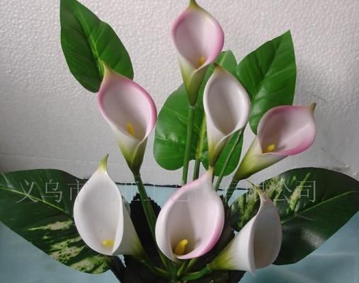 白色马蹄莲花的花语和寓意（马蹄莲花的纯洁之美）