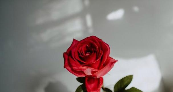红玫瑰的象征意义（深情厚意）