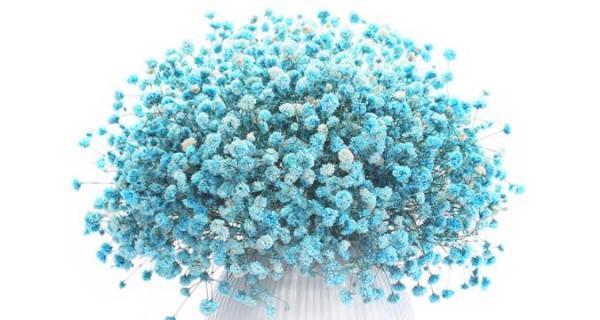 满天星花语与寓意（探寻满天星的秘密）