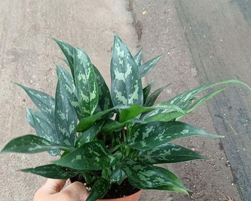 万年青的象征意义及其传承之美（探寻万年青背后的文化与精神）