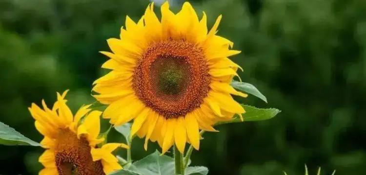 花开人生路，点亮希望的阳光（以代表阳光积极坚强的花为主题）