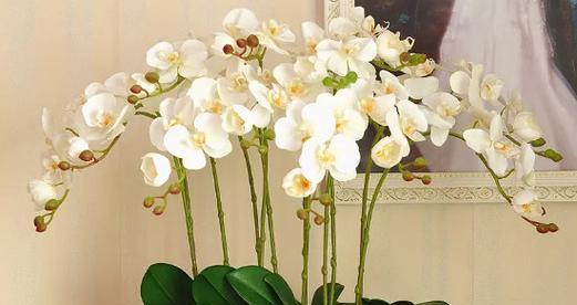 蝴蝶兰好养吗？怎么养放在家里才能养活？