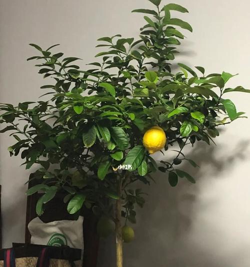 柠檬树怕太阳晒吗?如何正确进行防晒管理?