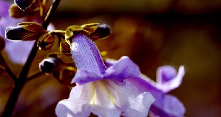 梧桐花（探秘梧桐花的寓意与丰富的营养）