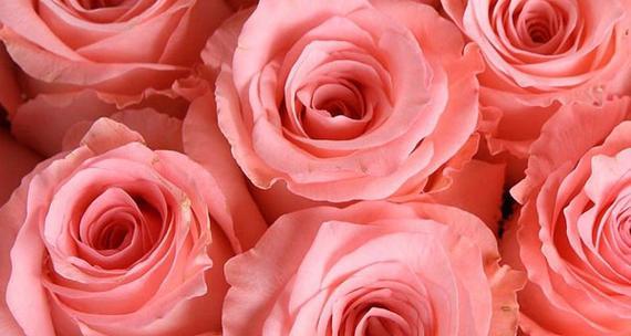 玫瑰花的象征意义及文化传承(探寻玫瑰花的浪漫)