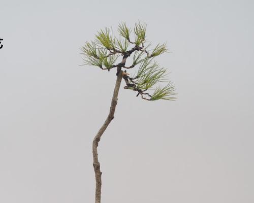 黄山松的象征意义与传承(探寻黄山松文化的价值与影响力)_花植网