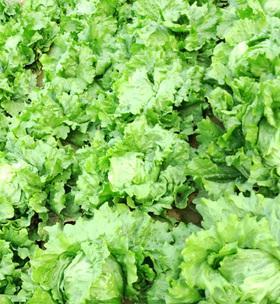 生菜留种子的最佳方法是什么？需要多长时间才能收获？
