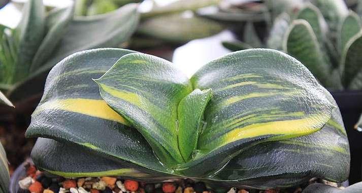 属牛的人养什么植物最旺财？旺财植物有哪些选择？
