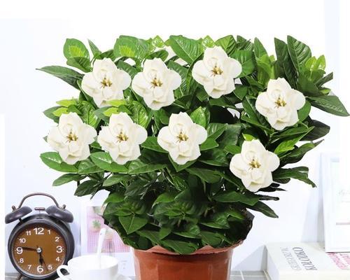 栀子花寓意送给的人(寄予祝福的花语——栀子花)