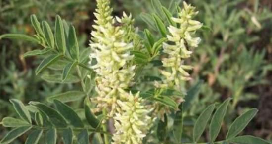 甘草通常生长在哪里？如何识别和栽培甘草？