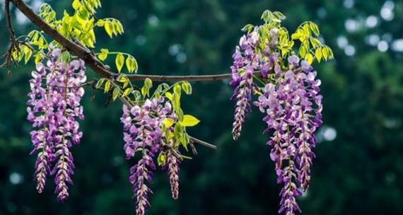 紫藤(从花朵到艺术)