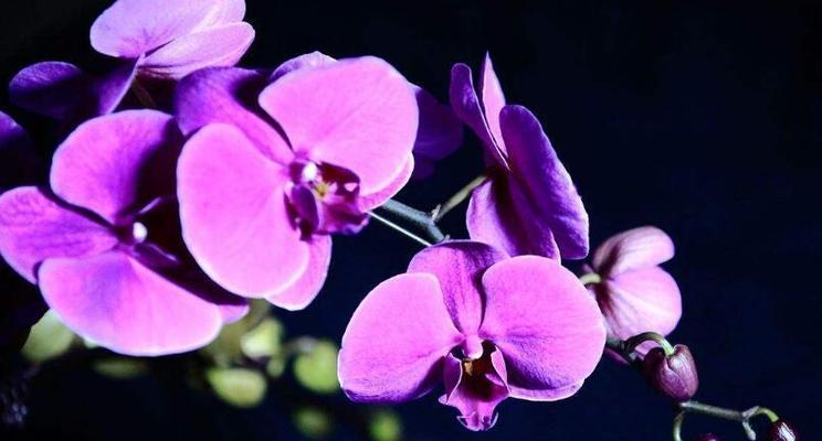 蝴蝶兰花语传递的美丽与祝福（蝴蝶兰花语的寓意及其传递方式）