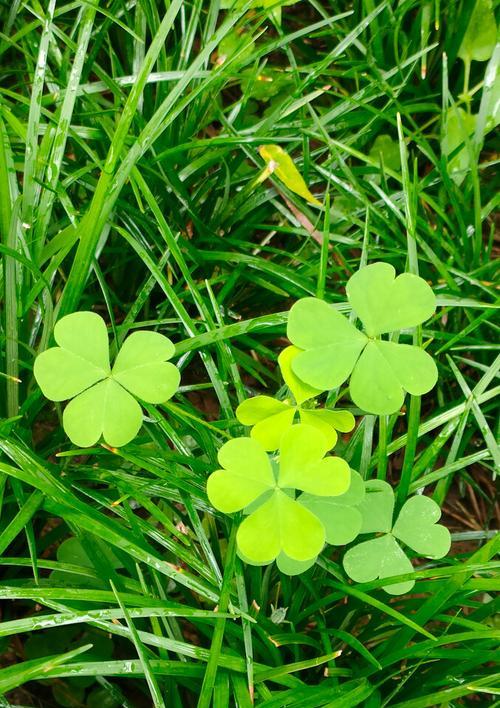 三叶草的寓意与象征（生命）