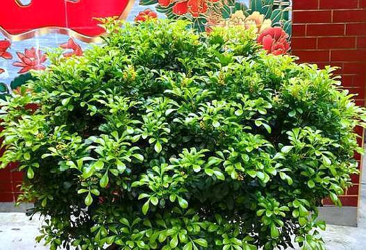 米兰适合室内养还是室外养？米兰养护的常见问题解答