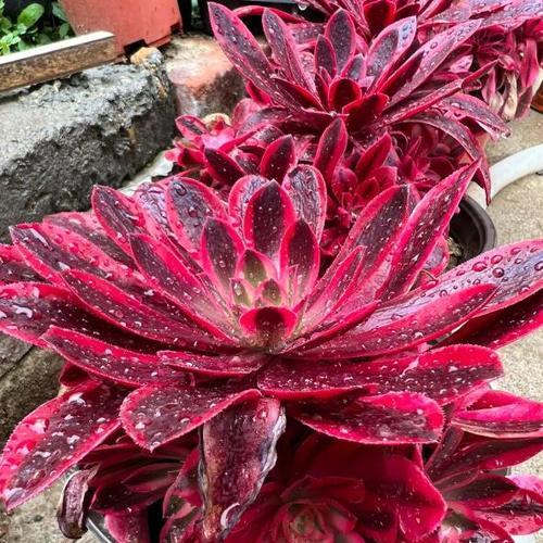 绿法师掉叶子怎么办?如何有效防止和处理? 绿法师掉叶子怎么办?如何有效防止和处理?